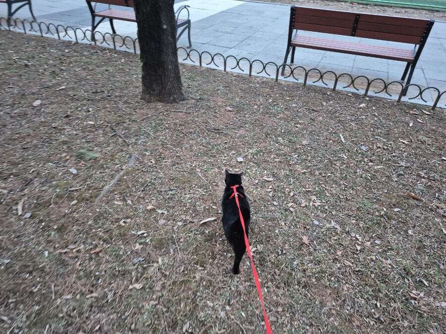고양이 산책에 대한 개인적인 생각_3.jpg