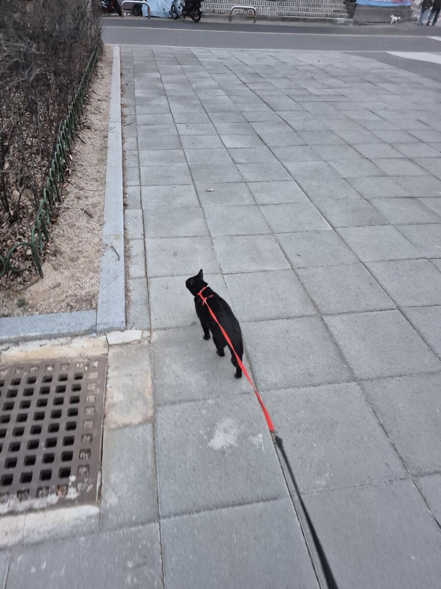 고양이 산책에 대한 개인적인 생각_4.jpg