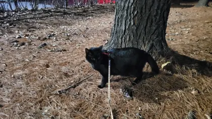 고양이 산책에 대한 개인적인 생각_8.webp