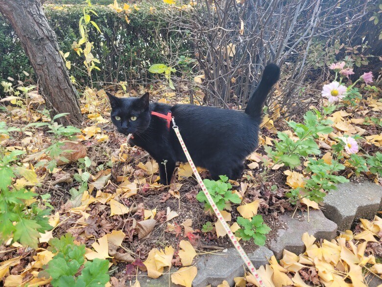 고양이 산책에 대한 개인적인 생각_11.jpg