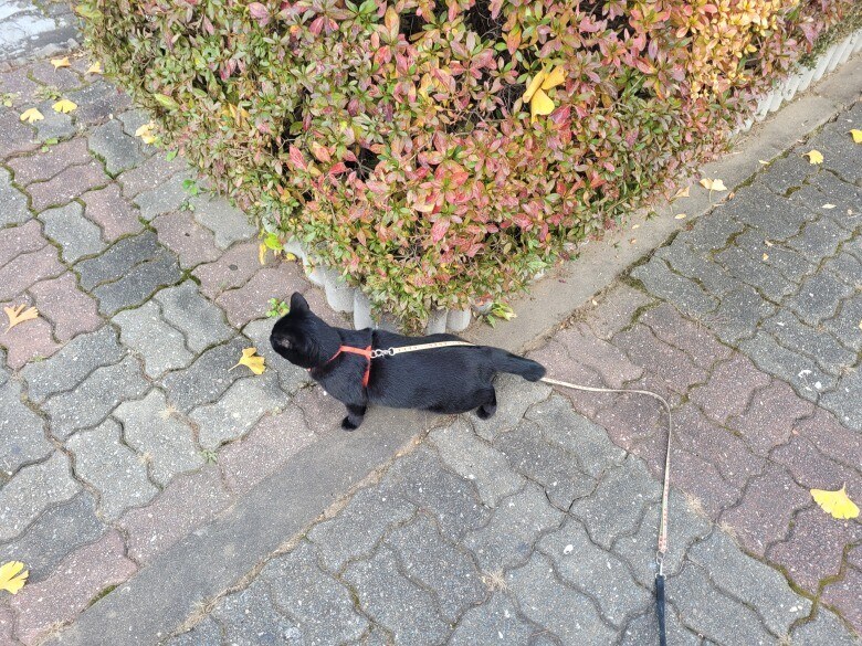 고양이 산책에 대한 개인적인 생각_12.jpg