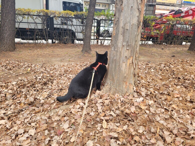 고양이 산책에 대한 개인적인 생각_15.jpg