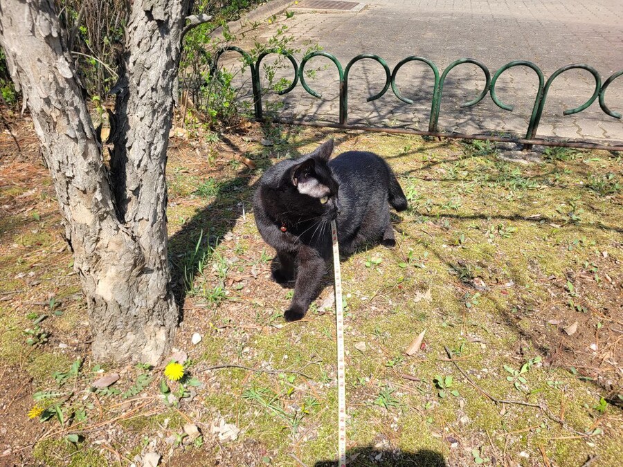 고양이 산책에 대한 개인적인 생각_18.jpg