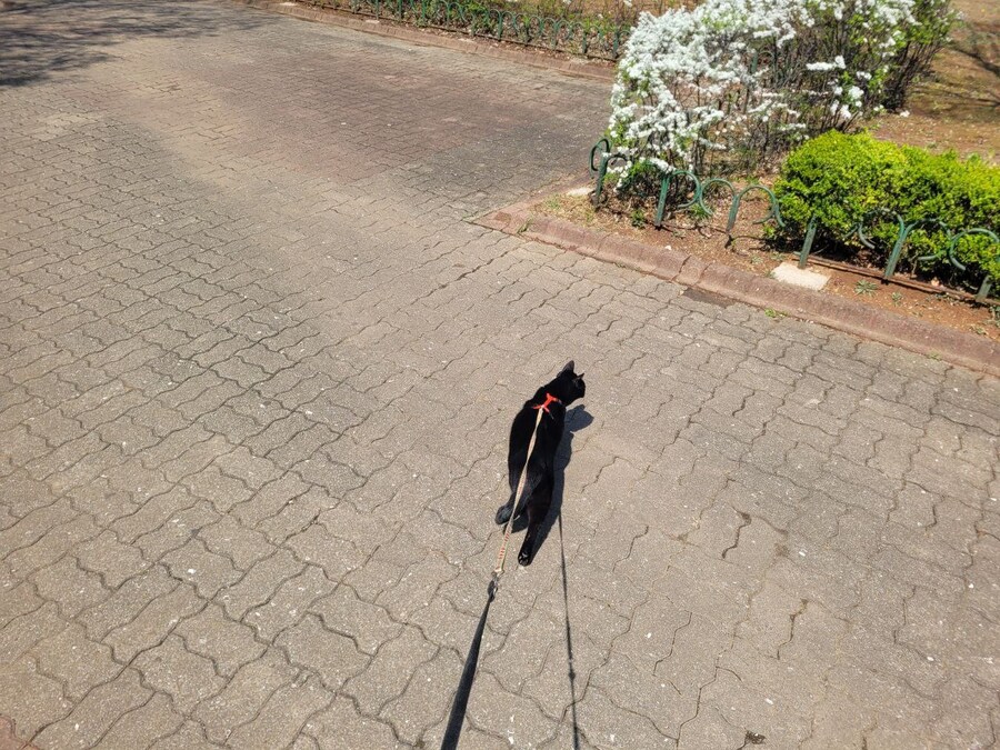 고양이 산책에 대한 개인적인 생각_19.jpg