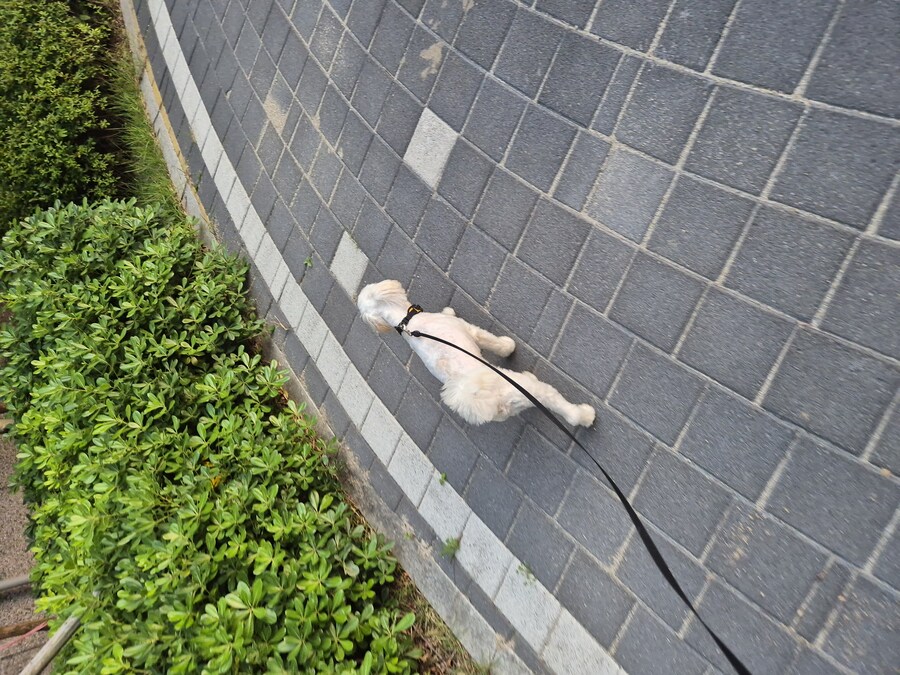 강아지 산책 시켜보니까 직립보행의 위대함을 알겠다._1.jpg
