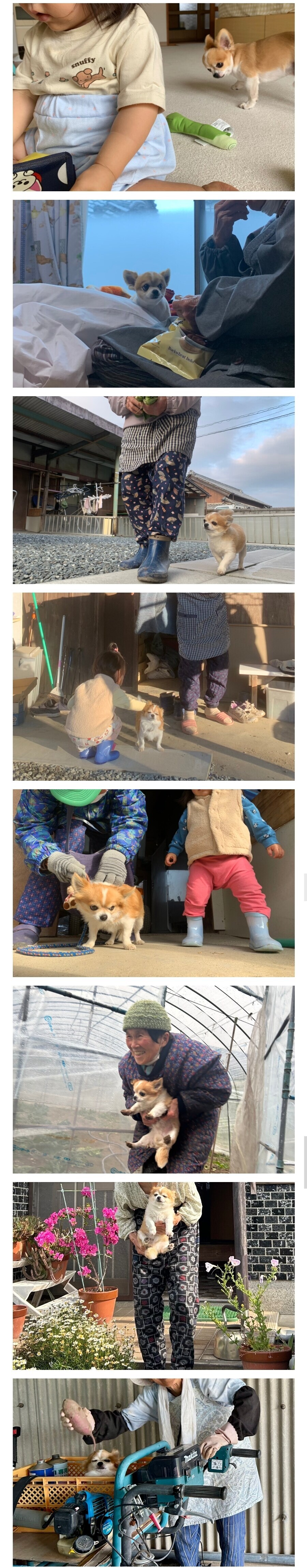 흔한 치와와의 하루나 보고가라_1.jpg