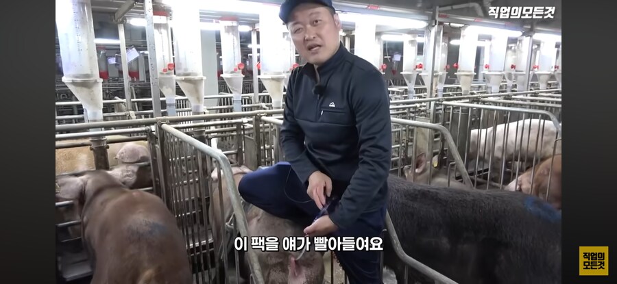 한돈) 유익한 정보_2.png