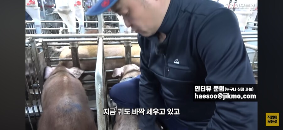 한돈) 유익한 정보_5.png