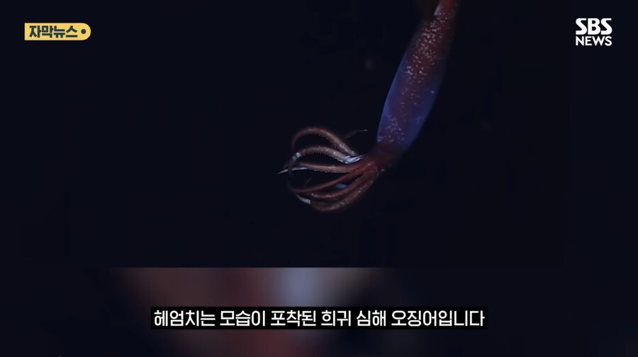심해 오징어_4.jpg