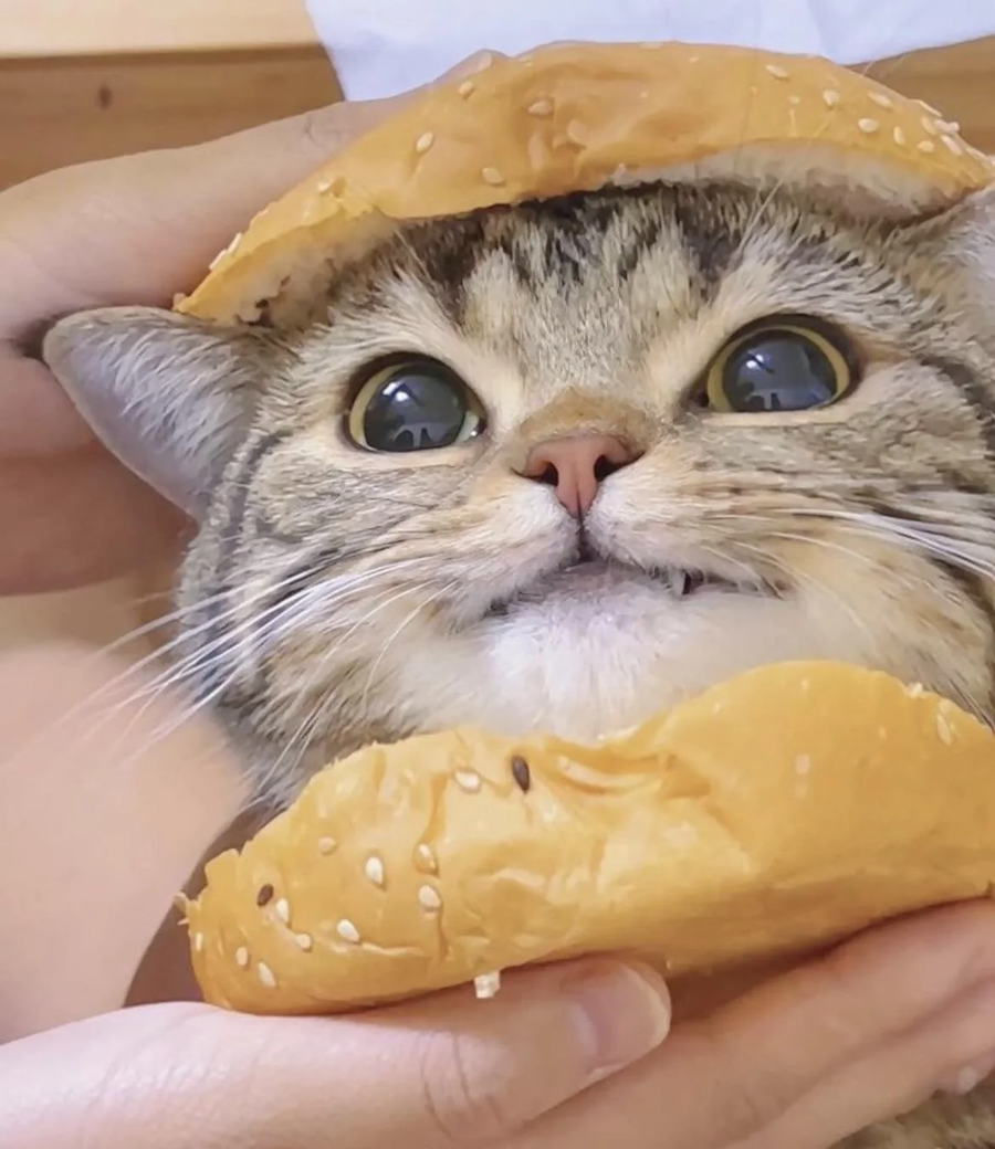 고양이 버거_1.webp