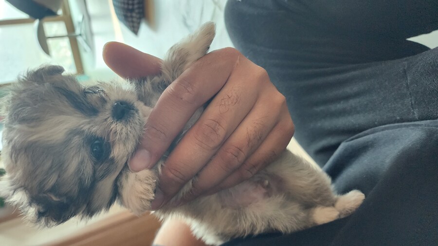 우리집 막내 근황_2.jpg