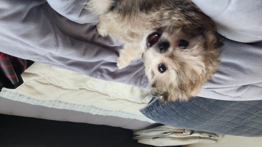 우리집 막내 근황_1.jpg