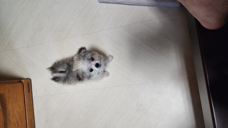 우리집 막내 근황_8.jpg