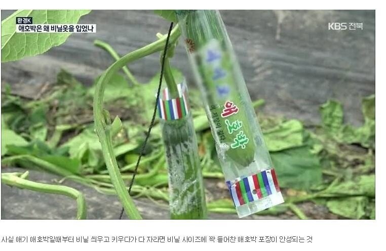 사람들이 잘 모르는 애호박의 진실_1.jpg