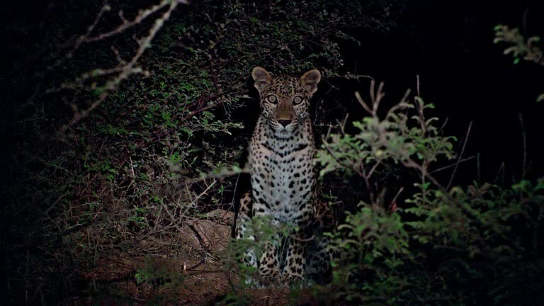 길가다 만난 고양이가 장난스러운 표정을 짓는다_1.jpg
