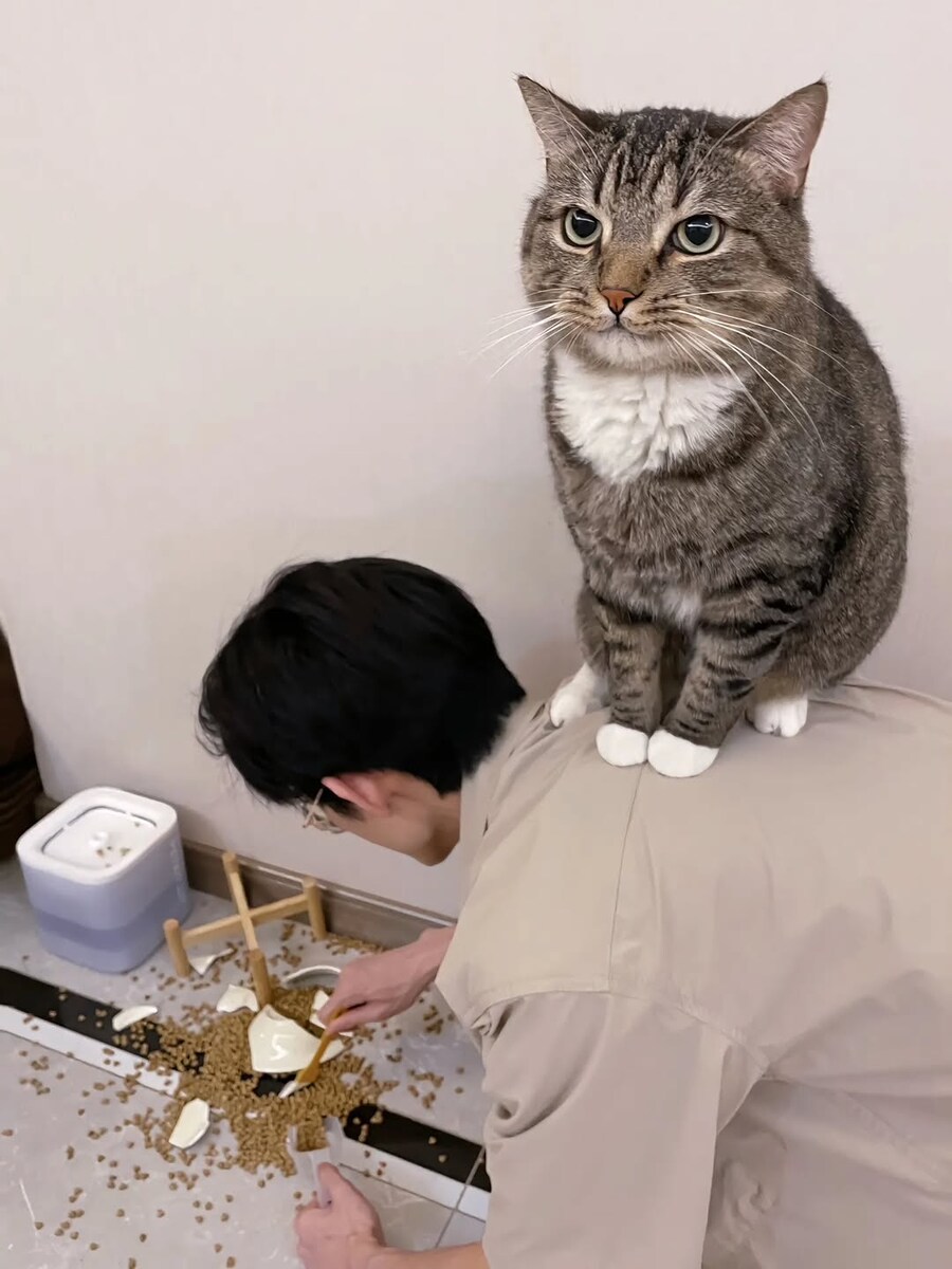 밥그릇 깬 고양이, ._1.jpg