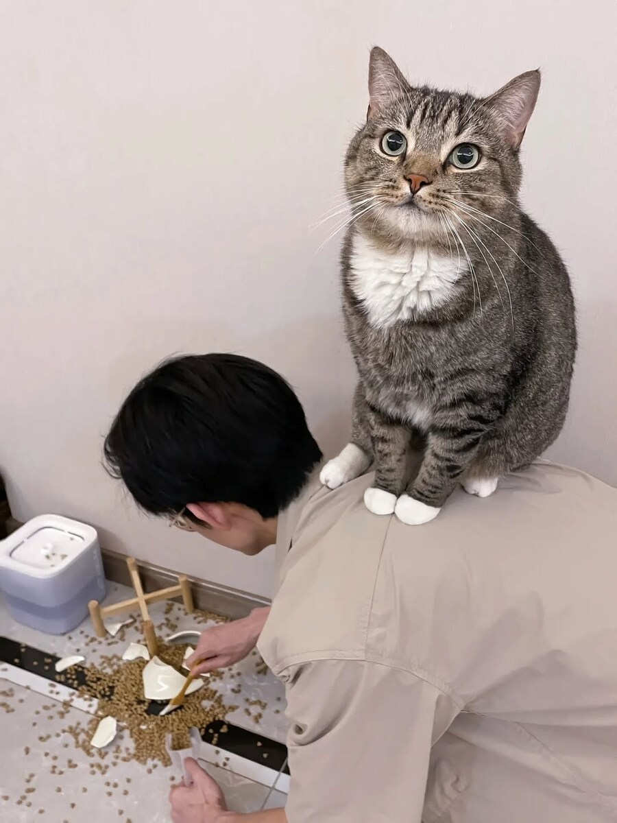 밥그릇 깬 고양이, ._2.jpg