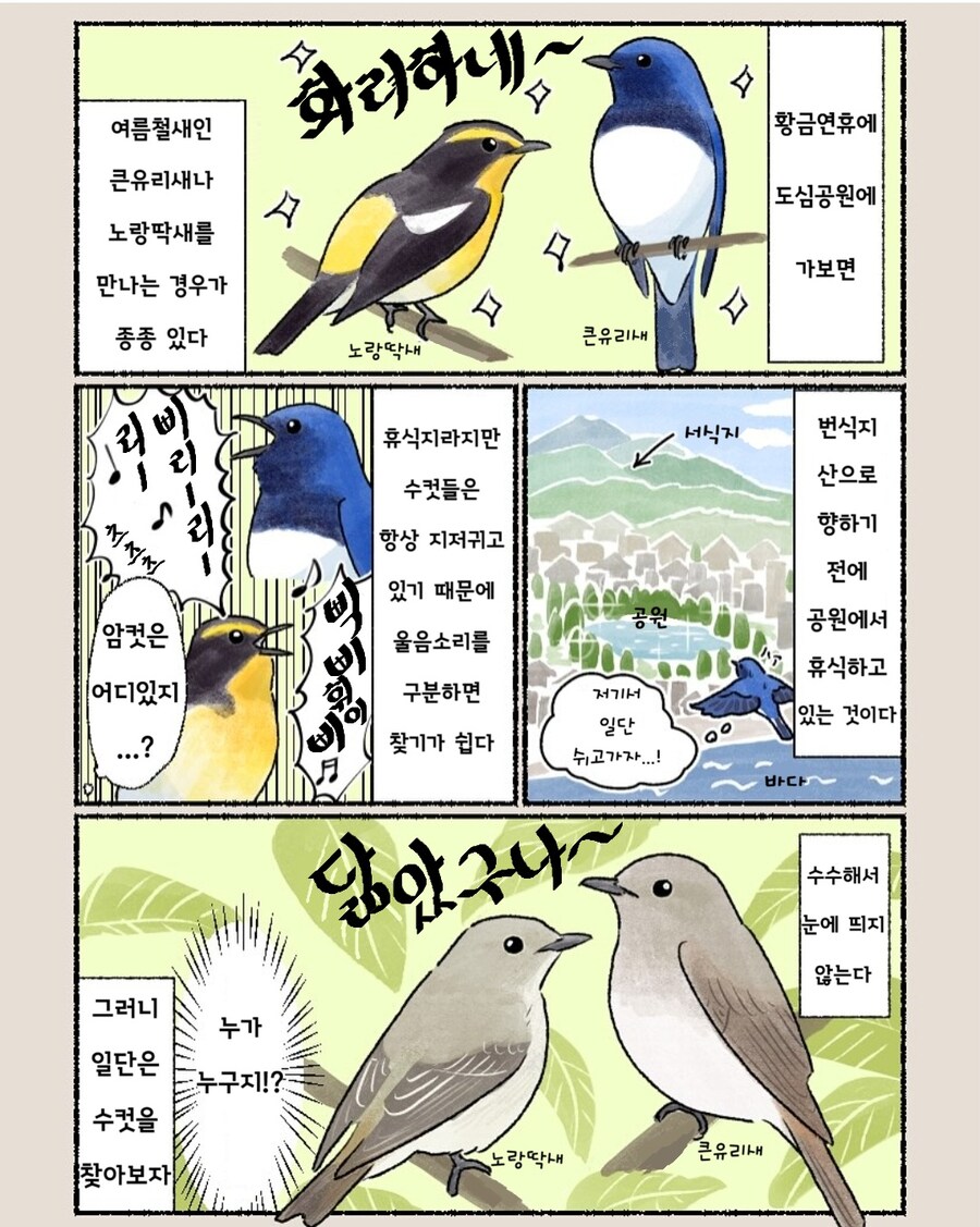 번역) 공원에서 큰유리새&노랑딱새_1.jpg