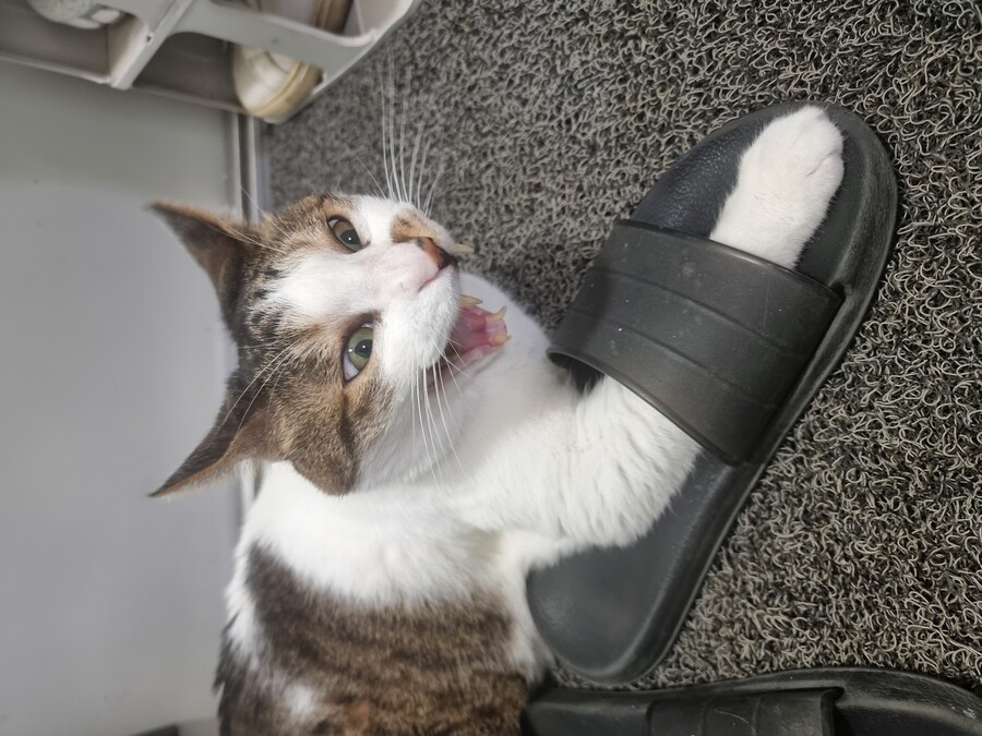 우리집 고양이 보고가_2.jpg