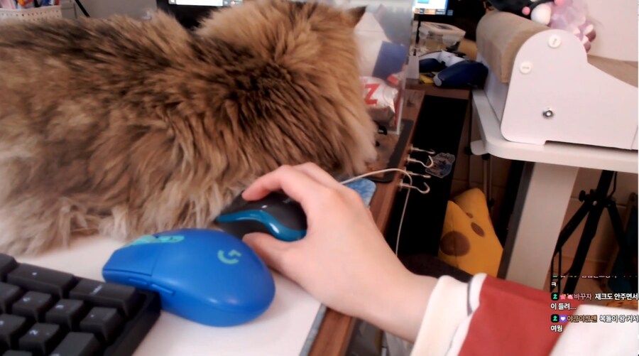 인방) 서새봄이 고양이 때문에 구입한 물건들_15.png