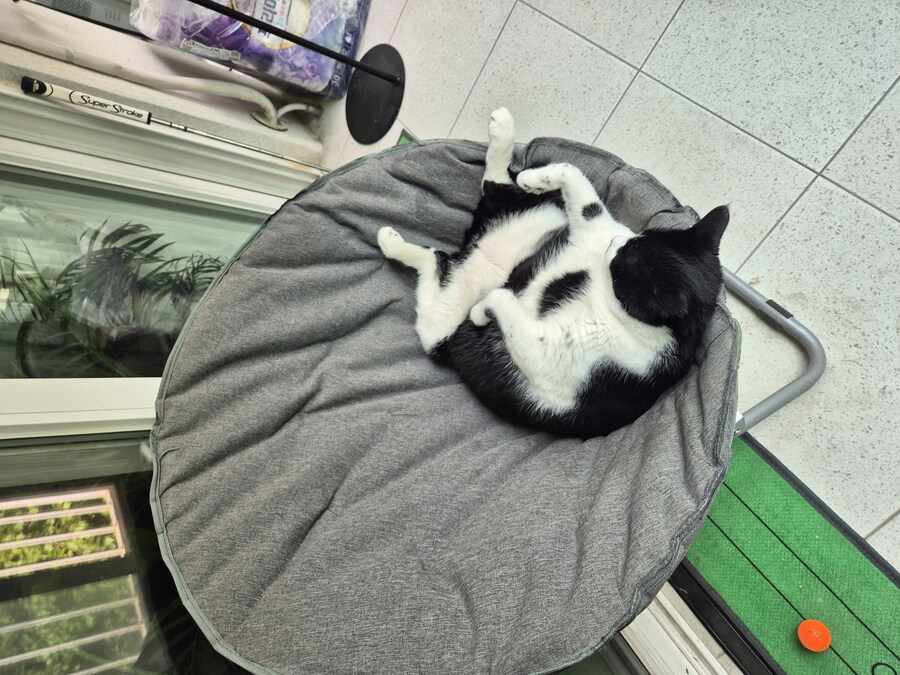 고양이는 연체동물이 맞는거 같아._4.jpg
