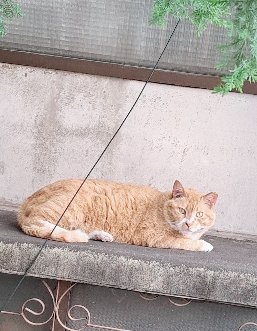 어제 고양이봄_1.jpg