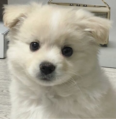 시루라는 이름의 자브종 강아지.jpg_8.jpg