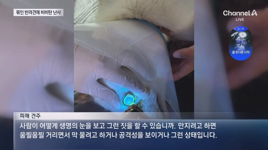 해병대등 20대남성 식당 앞 묶여있는 개들향해 비비탄 수천발 발싸.jpe_16.webp