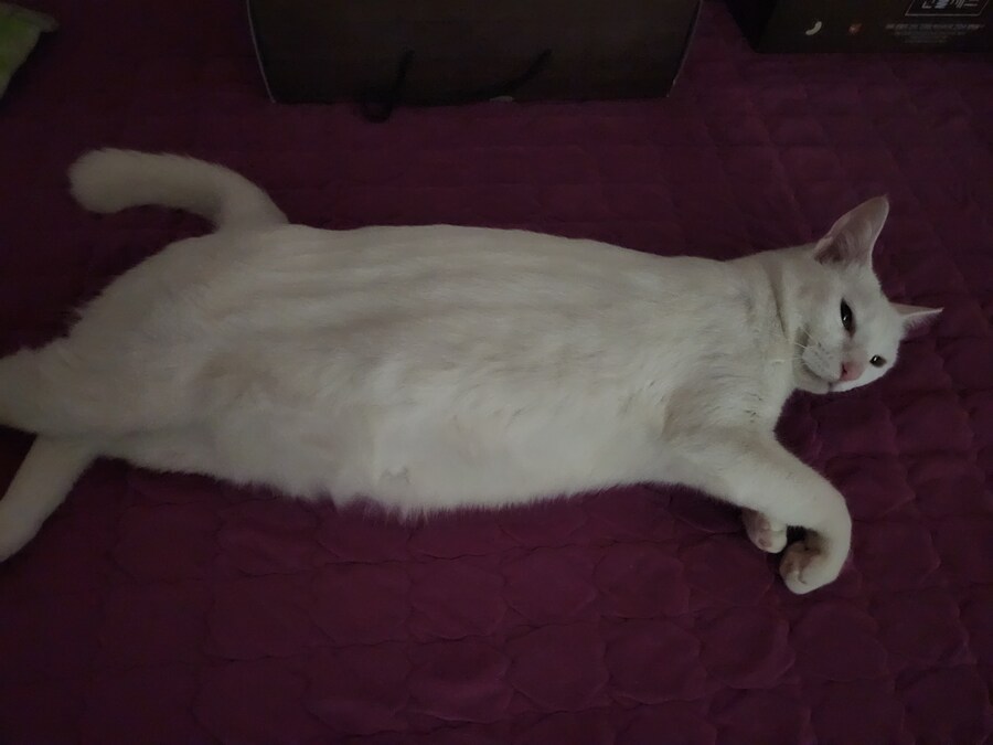 별거 아니고, 그냥 거실에서 자고 있는 고양이 찍어옴_1.jpg