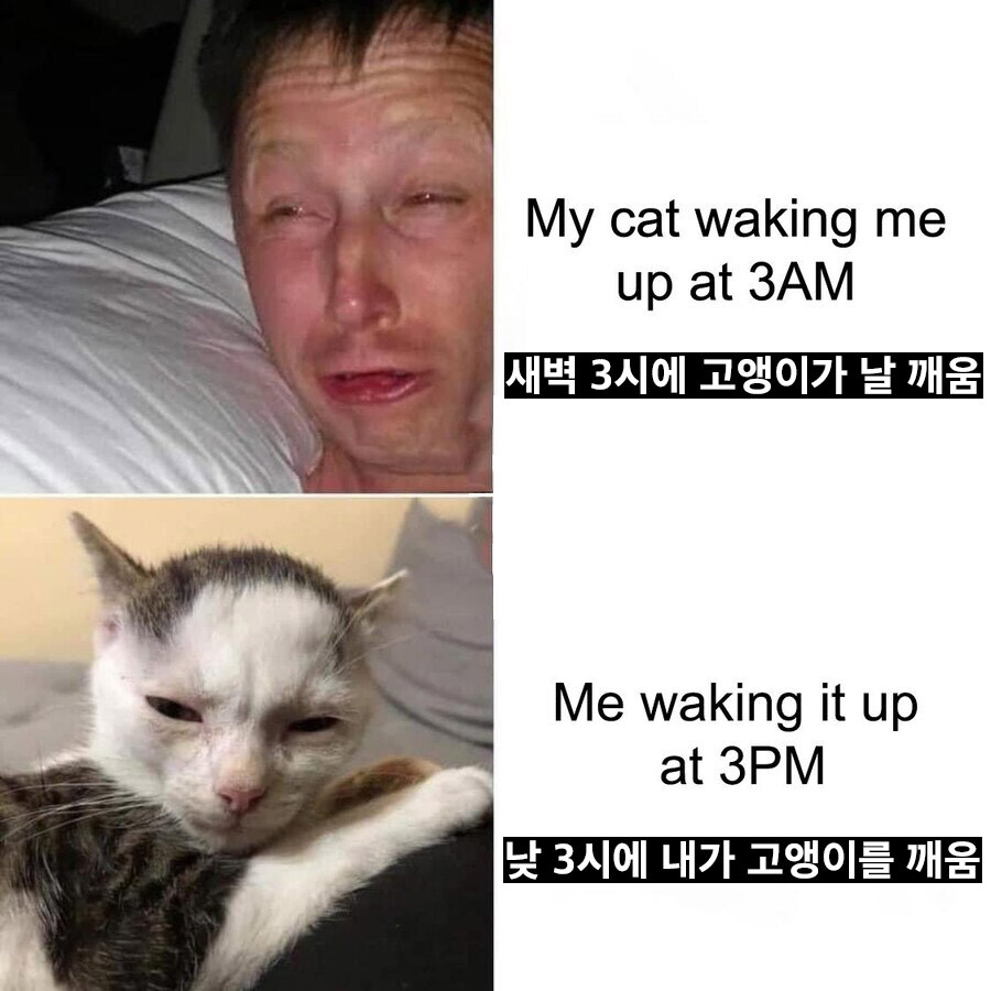 고앵이와 기싸움을 시작한 나.jpg_1.jpg