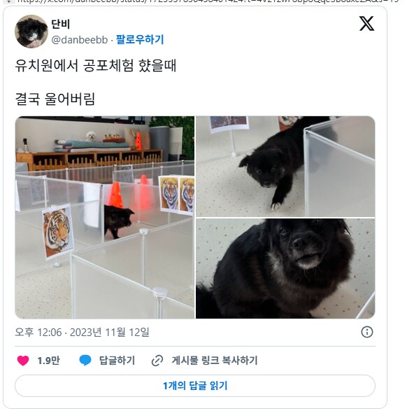 강아지 유치원에서 둔감화 훈련하고 울어버린 강아지.JPG_1.png
