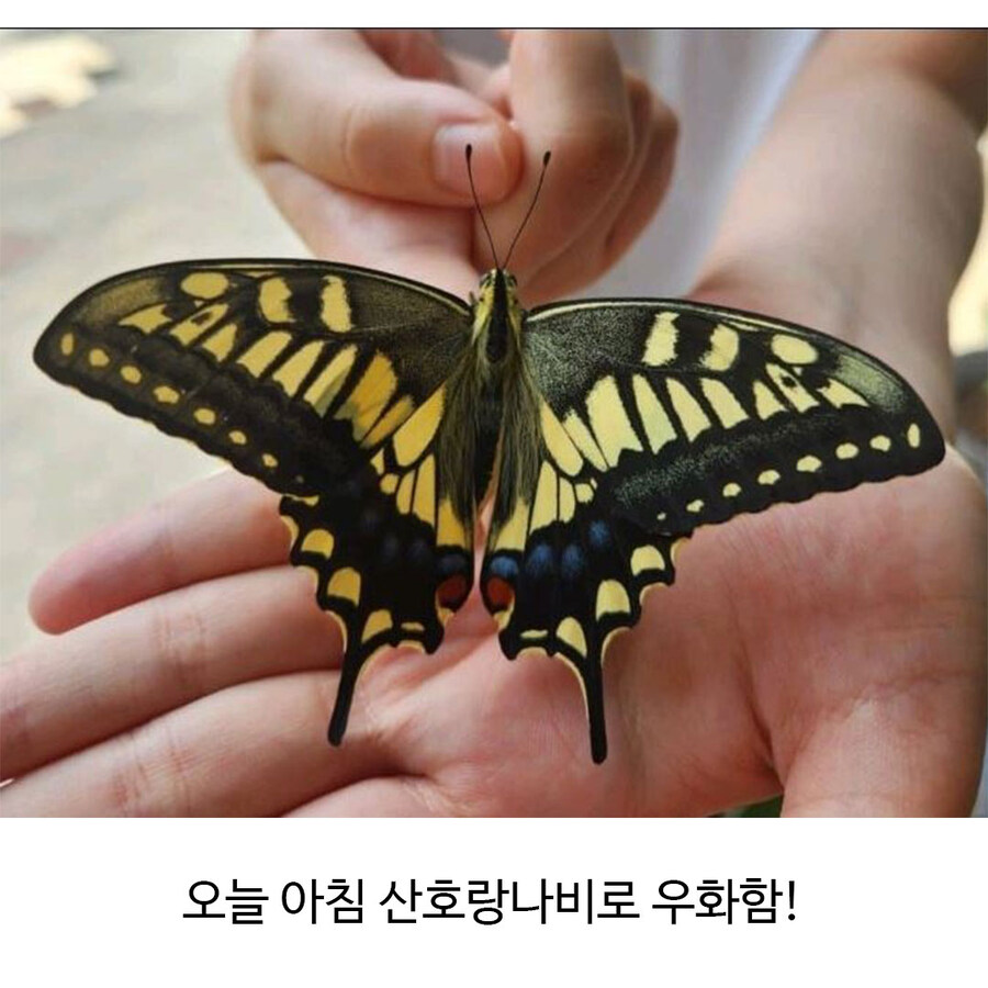 나비 부화에 성공한 식물갤_6.jpg