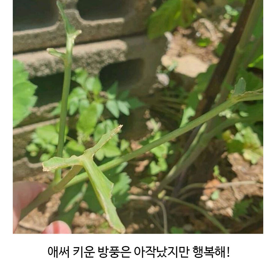 나비 부화에 성공한 식물갤_8.jpg