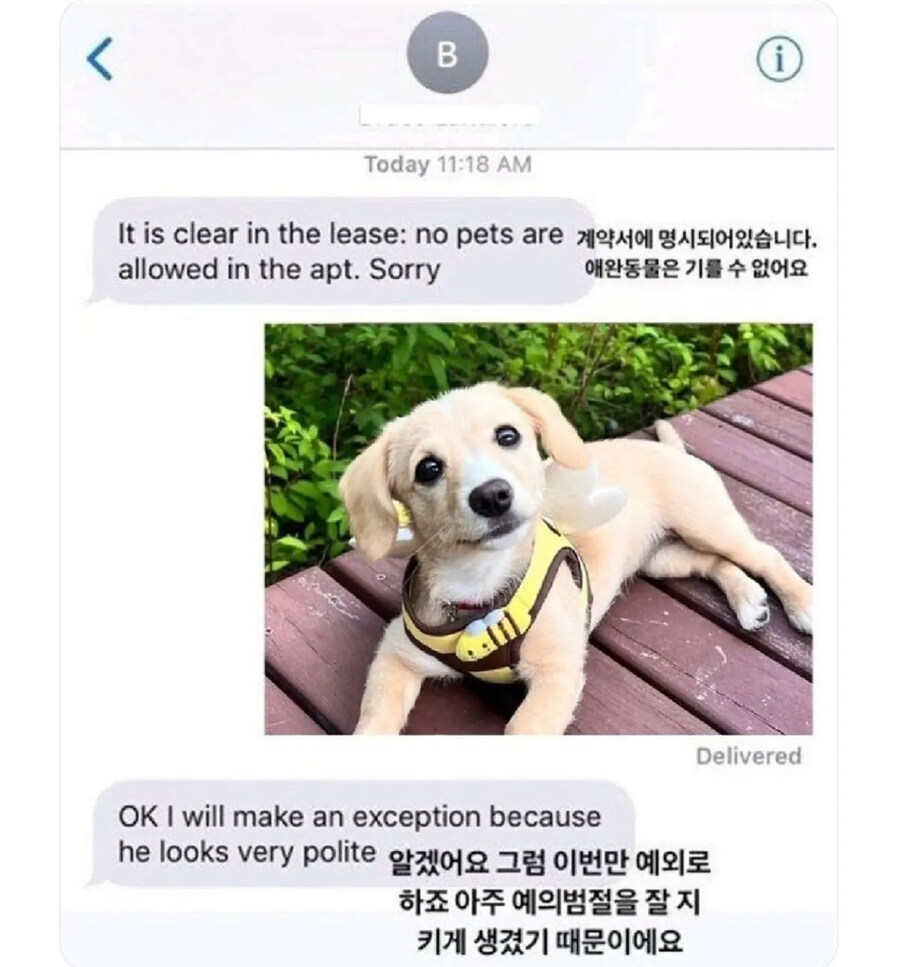애완동물금지인곳에서 반려견 키우는법_1.jpg