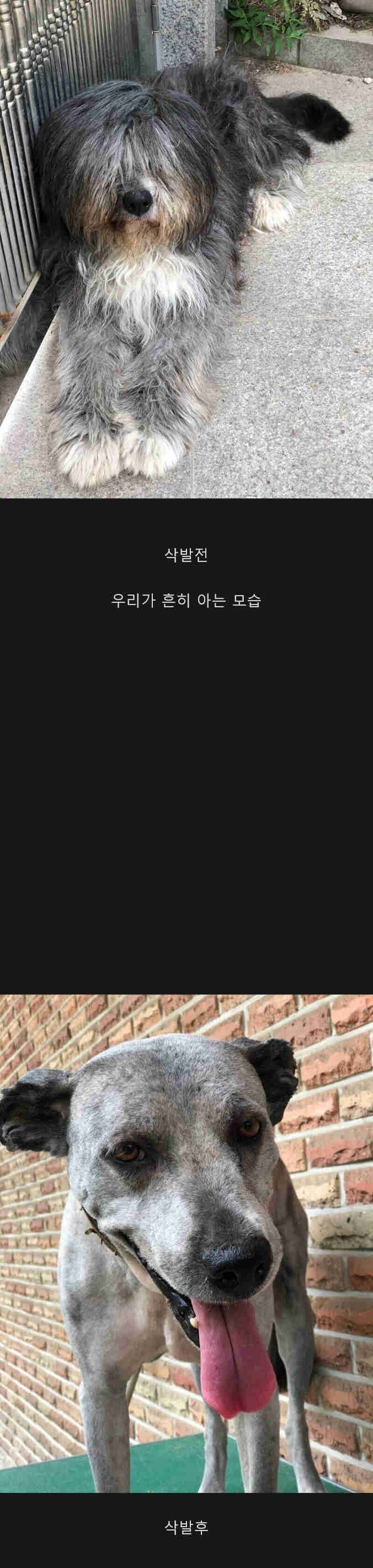 삽살개 반전 매력.jpg_1.jpg