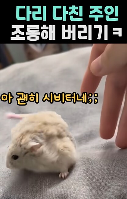 다리 다친 주인 조롱하는 햄스터_6.png