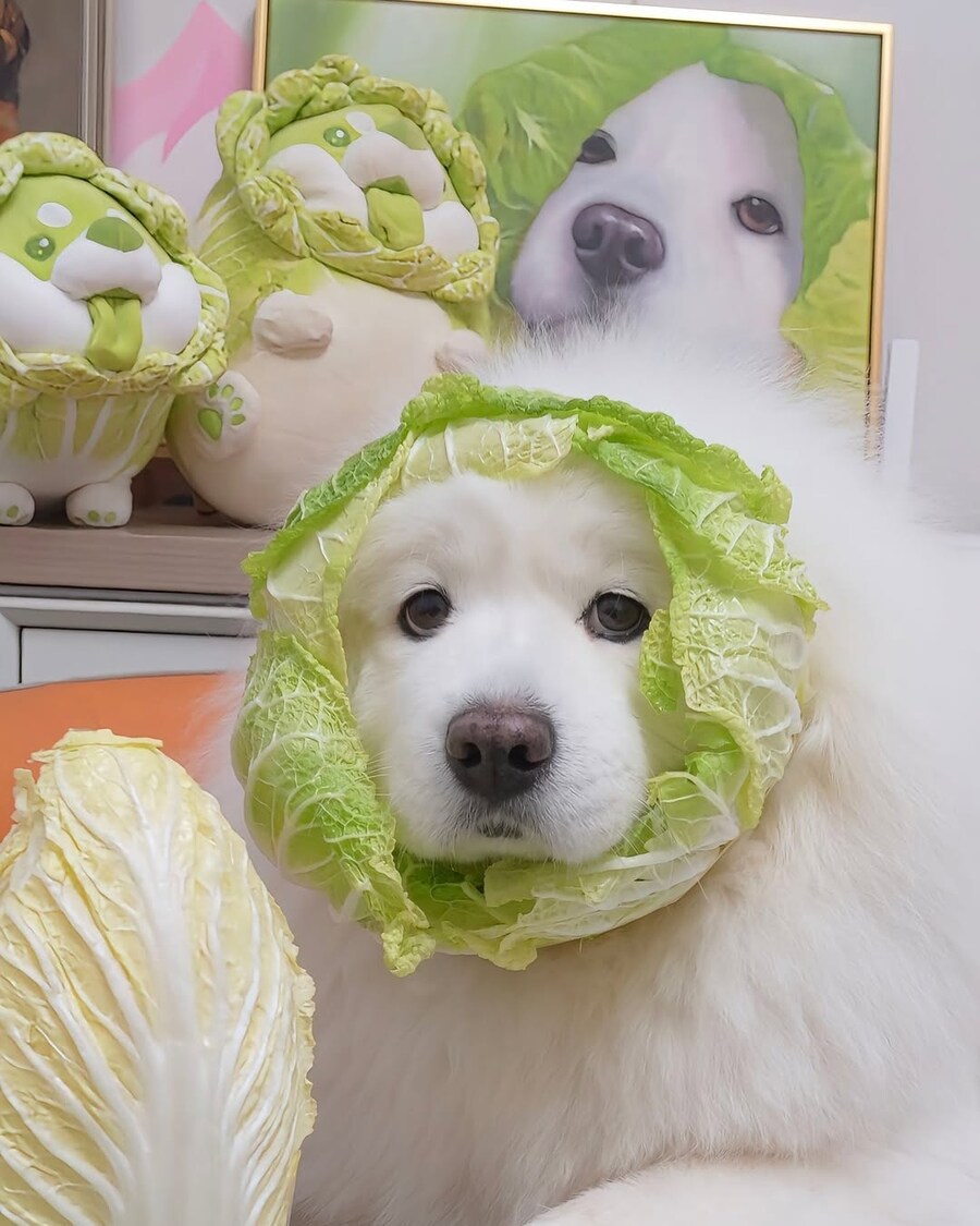 배추댕댕이_2.jpg