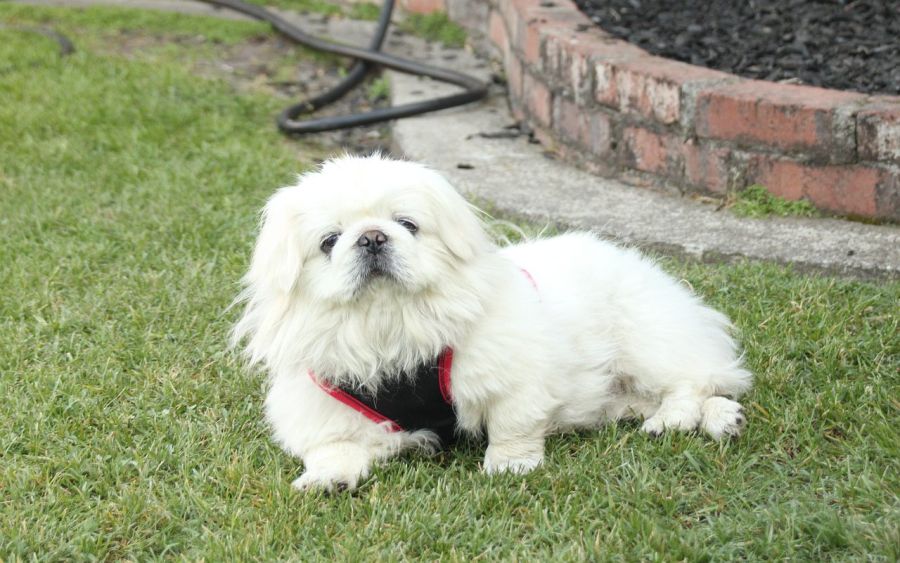 [멍멍] 시츄가 견종계의 이단아인 이유.EU_1.jpg