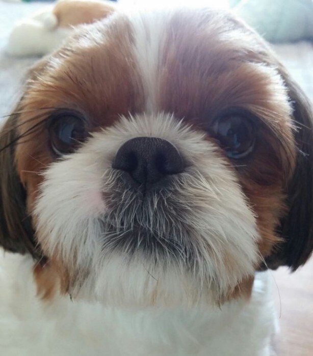 [멍멍] 시츄가 견종계의 이단아인 이유.EU_3.jpg