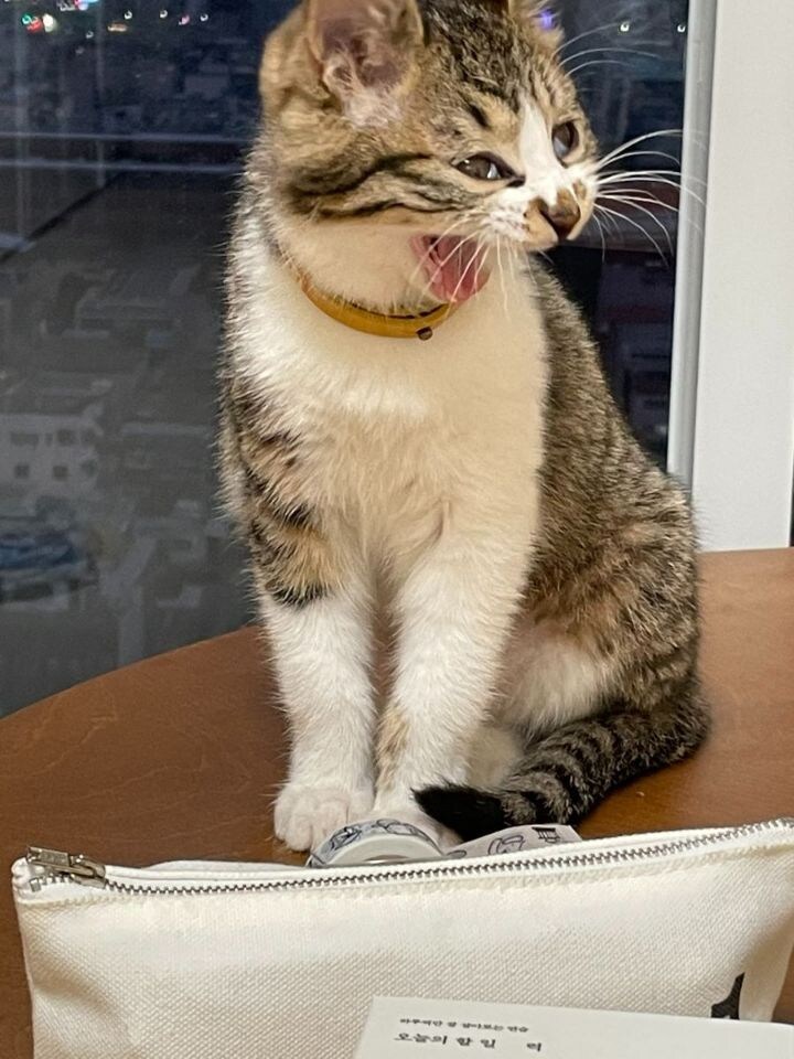 고양이의 4대 유형.jpg_6.jpg