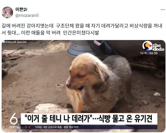 사람보고 자기가 아끼는걸 보여주는 유기견.jpg_1.jpg