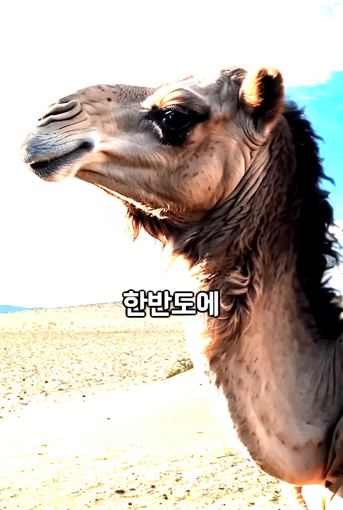한반도에 서식하는 낙타_1.png