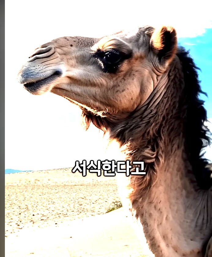 한반도에 서식하는 낙타_3.png