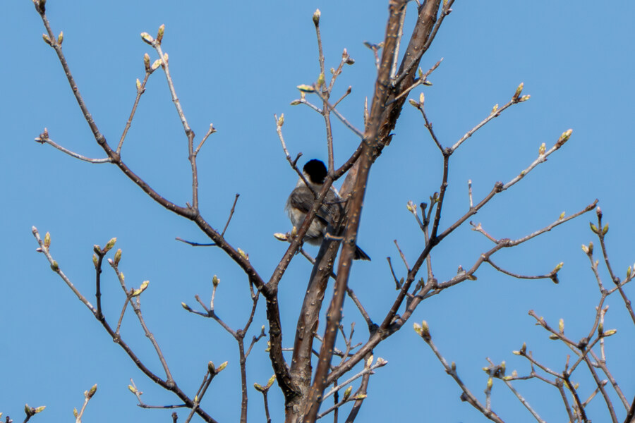 4월, 신도 및 시도 탐조_8.jpg