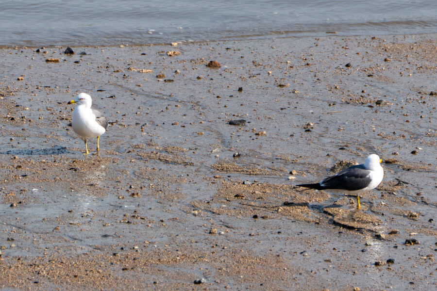 4월, 신도 및 시도 탐조_11.jpg