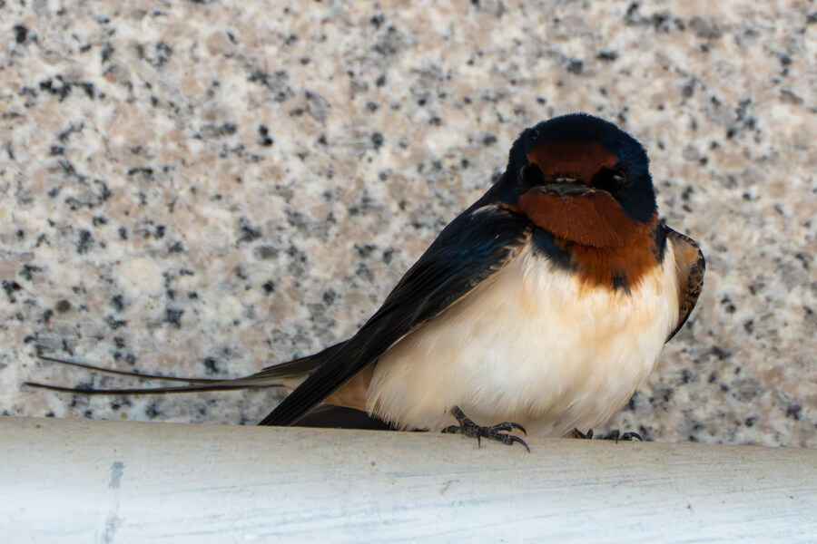 4월, 신도 및 시도 탐조_18.jpg