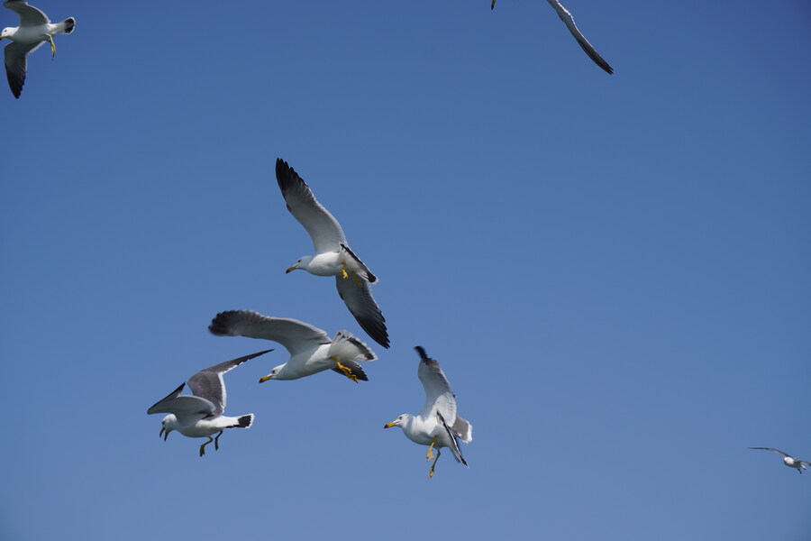 4월, 신도 및 시도 탐조_21.jpg