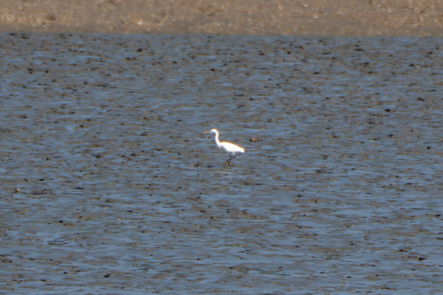 4월, 신도 및 시도 탐조_26.jpg