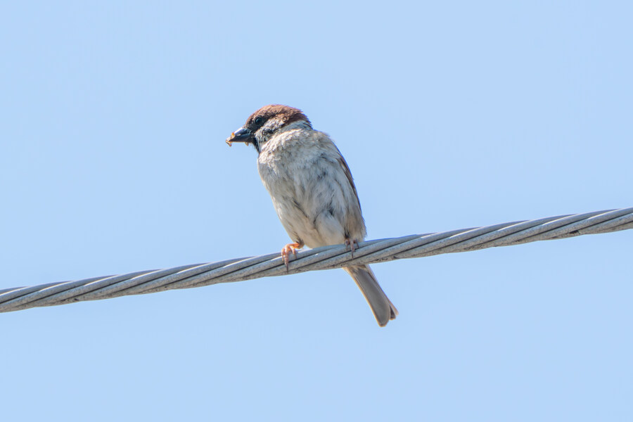 4월, 신도 및 시도 탐조_30.jpg