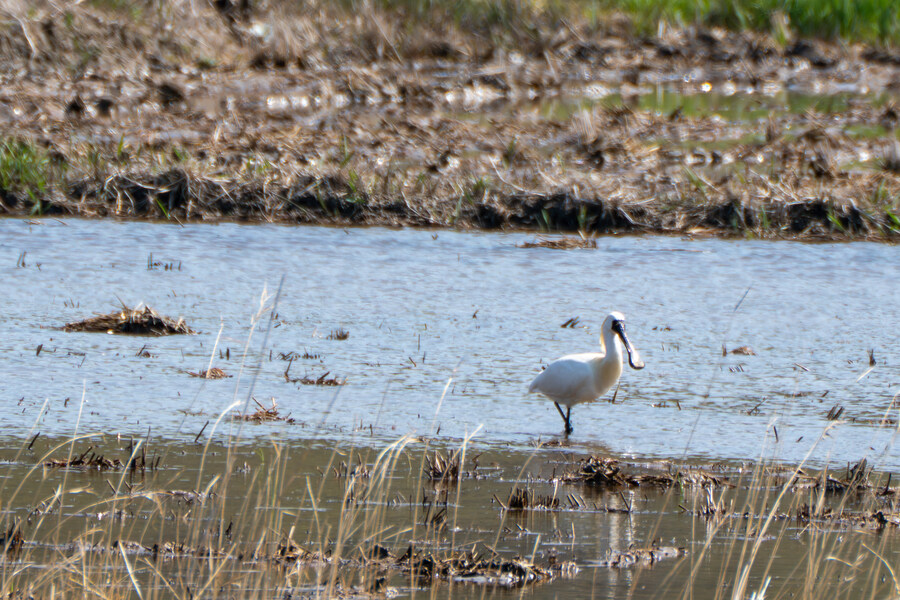 4월, 신도 및 시도 탐조_32.jpg